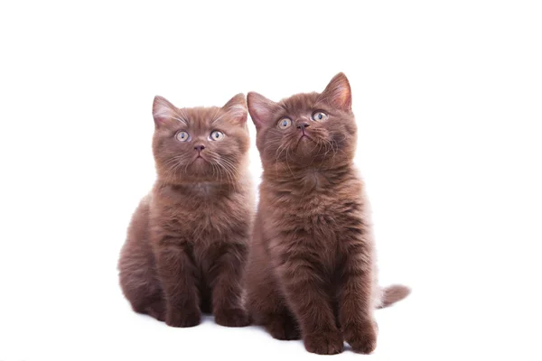 Dois gatinhos britânicos castanhos engraçados sentados em branco isolado — Fotografia de Stock