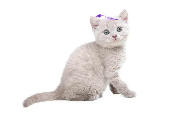 Gatito británico amarillo pálido con pluma violeta en la cabeza —  Fotos de Stock