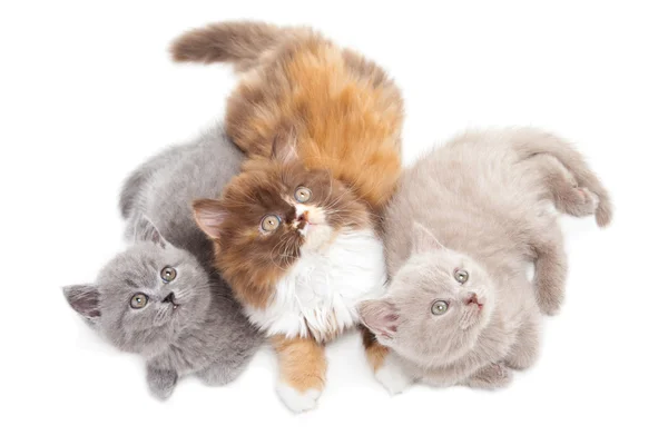 Três lindos gatinhos britânicos brincalhões — Fotografia de Stock