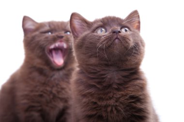 iki komik kestane İngiliz kedi izole beyaz üzerinde oturan
