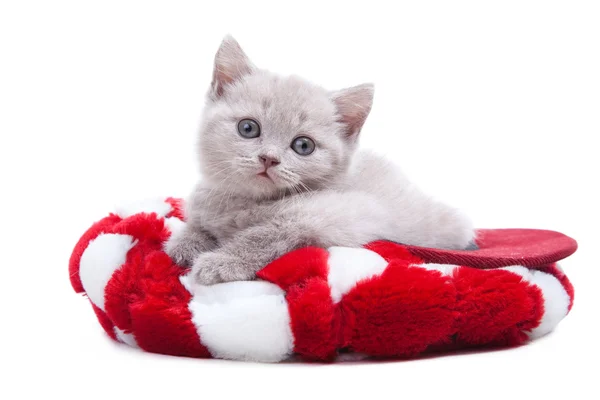 Persika färg brittiska kattunge liggande i röd hatt — Stockfoto