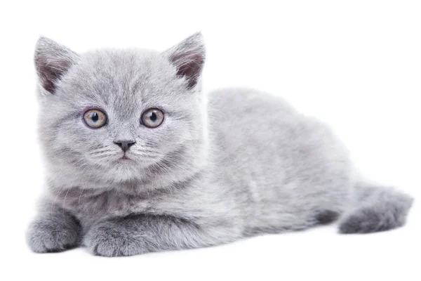 ลูกแมวอังกฤษสีเทา — ภาพถ่ายสต็อก