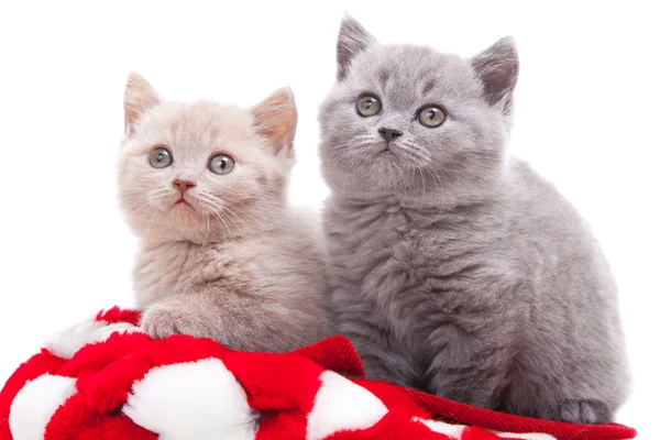 Dois gatinhos britânicos em chapéu vermelho e branco — Fotografia de Stock