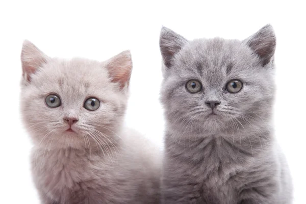 Two British kittens — Stock Photo, Image