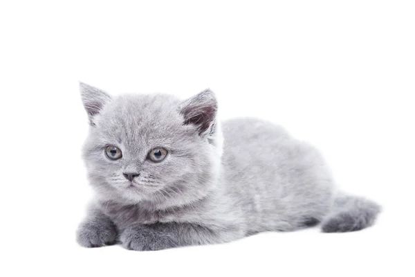 Szary Kot brytyjski — Zdjęcie stockowe
