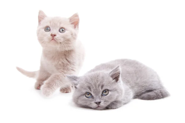 Dois gatinhos britânicos bonitos — Fotografia de Stock