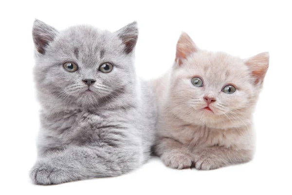 Dos gatitos británicos — Foto de Stock
