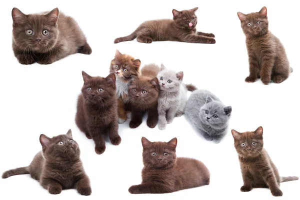 Katzensammlung isoliert auf weißem Hintergrund — Stockfoto