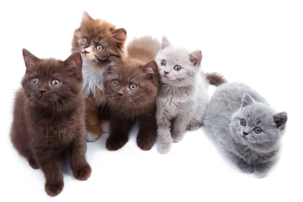 Cinco lindos gatitos brititsh — Foto de Stock