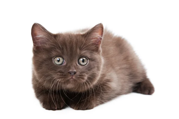 การล่าลูกแมวอังกฤษ — ภาพถ่ายสต็อก