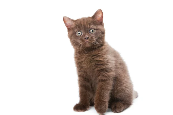 Lindo castaño británico gatito — Foto de Stock