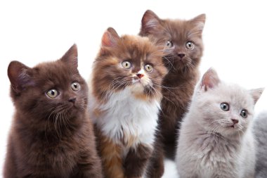 Four cute brititsh kittens clipart