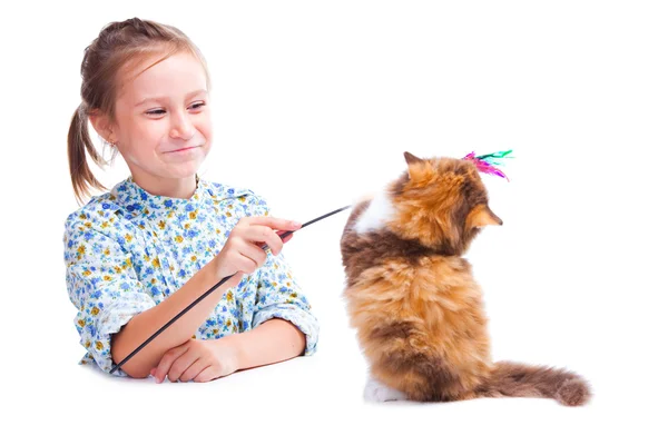 Девушка играет со смешной черепахой британский котенок — стоковое фото