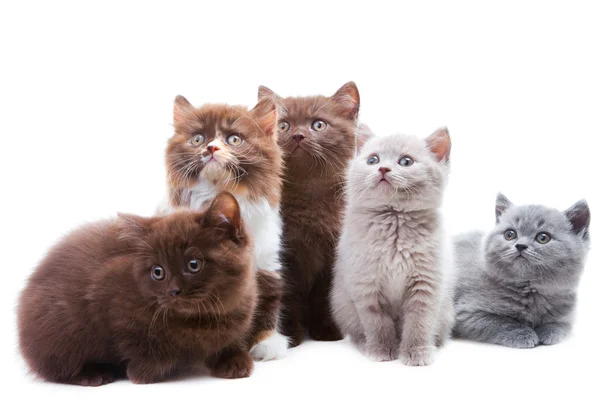 Fünf süße britische Kätzchen — Stockfoto