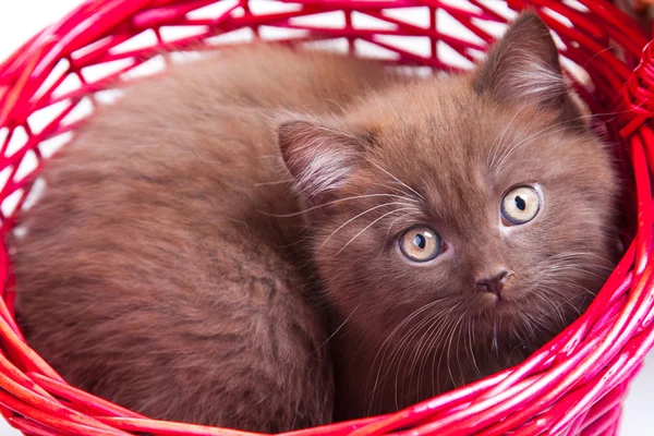 Kastanj brittiska kattunge i röd korg — Stockfoto