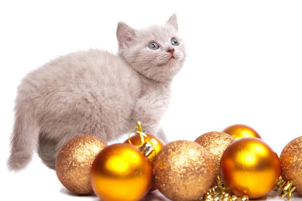 Yılbaşı dekorasyonu ile oynayan İngiliz yavru kedi — Stok fotoğraf