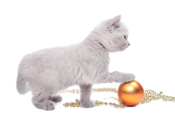Brit cica játszik a szilveszteri dekoráció — Stock Fotó