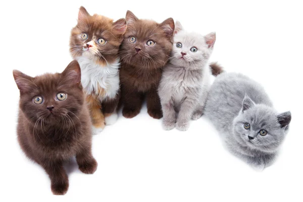 Five cute brititsh kittens — Stock Photo, Image