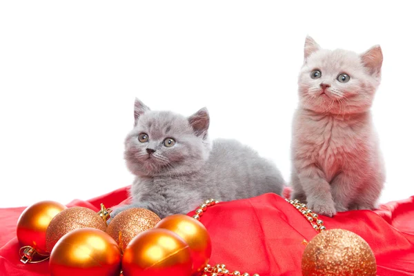Yılbaşı dekorasyonu ile oynayan iki İngiliz yavru kedi — Stok fotoğraf