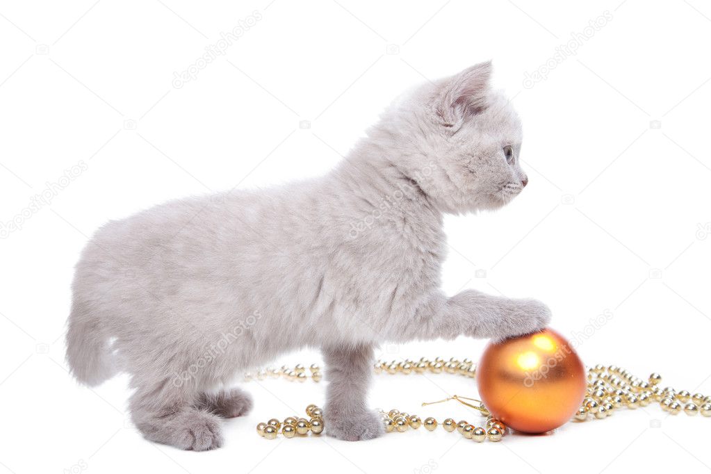 British kitten playing with New Year decoration