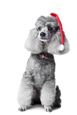 Christmas poodle dog clipart