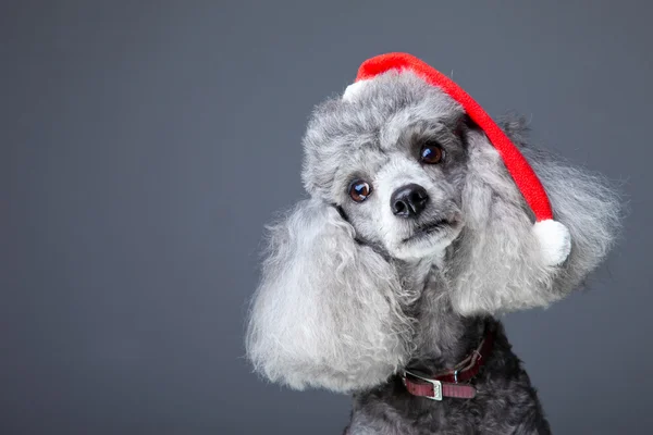 Petit caniche gris avec casquette de Noël rouge — Photo