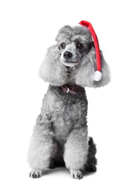Cão de caniche de Natal — Fotografia de Stock