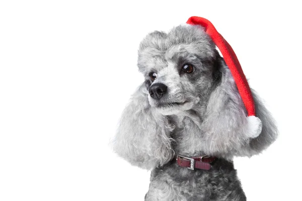 Yekaterinburg tarihi binada. Rusyaküçük gri fino köpeği ile kırmızı yılbaşı şapkası — Stok fotoğraf