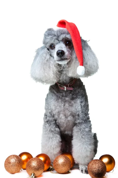 Pequeno poodle cinza com decoração de Natal — Fotografia de Stock