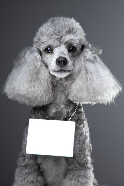 Gray poodle dog with tablet for your text