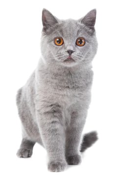 izole beyaz İngiliz mavi kedi