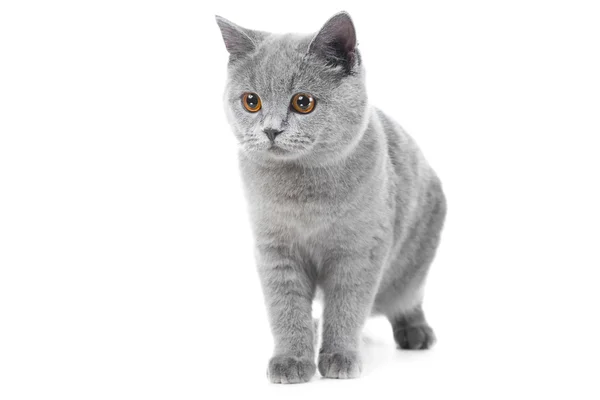 Gatito azul británico sobre blanco aislado —  Fotos de Stock