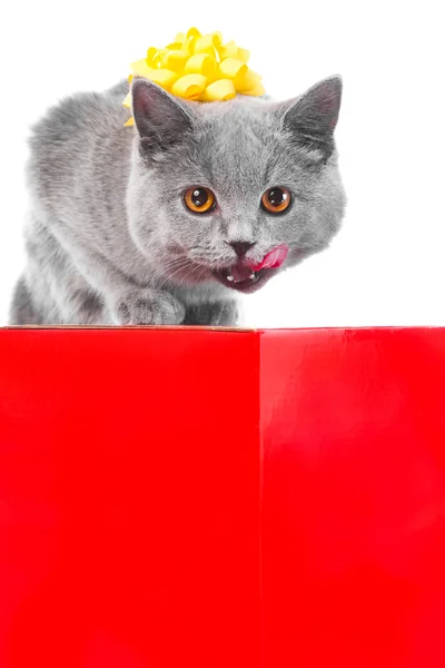Licking young British blue cat as cute gift — Stock Photo, Image