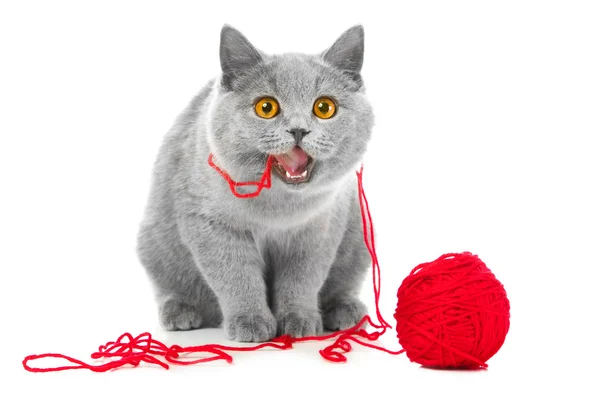 Βρετανικά μπλε γάτα μάσημα κόκκινο μπάλα νημάτων — Φωτογραφία Αρχείου