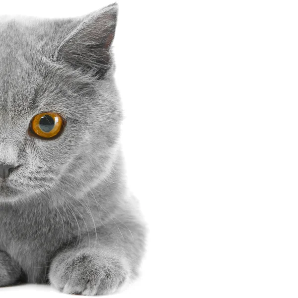 Половина британского голубого котенка — стоковое фото