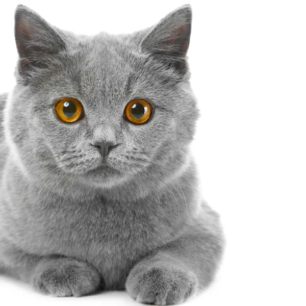 Britisch blaues Kätzchen auf isoliertem Weiß — Stockfoto