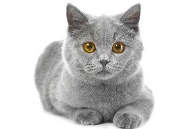 izole beyaz İngiliz mavi kedi
