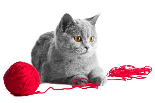 Британский голубой котенок играет с красным мячом из ниток — стоковое фото