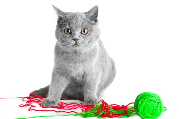 Britse blauwe kitten spelen met kleurrijke draden — Stockfoto
