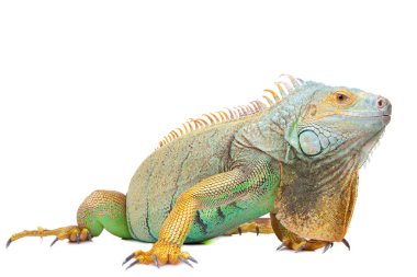 Iguana on isolated white clipart