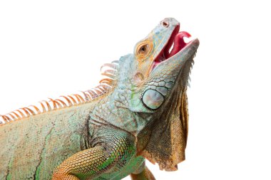 iguana izole beyaz