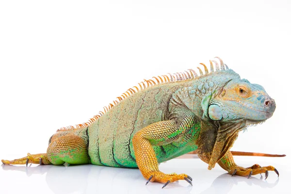 Iguana em branco isolado — Fotografia de Stock