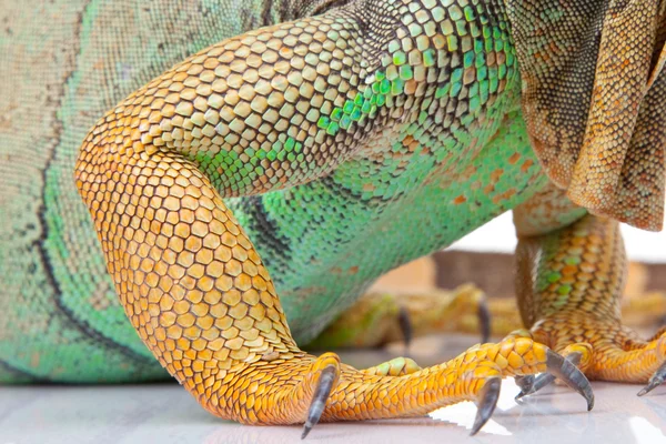 Pata de iguana — Fotografia de Stock