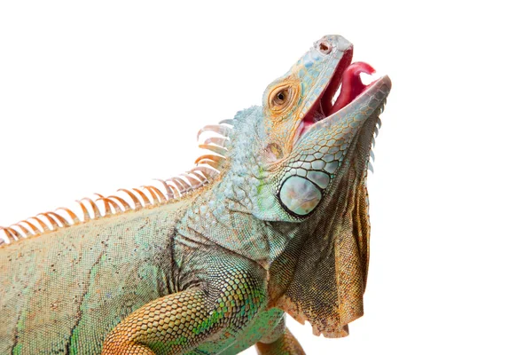 Iguana on isolated white — Stock Photo, Image