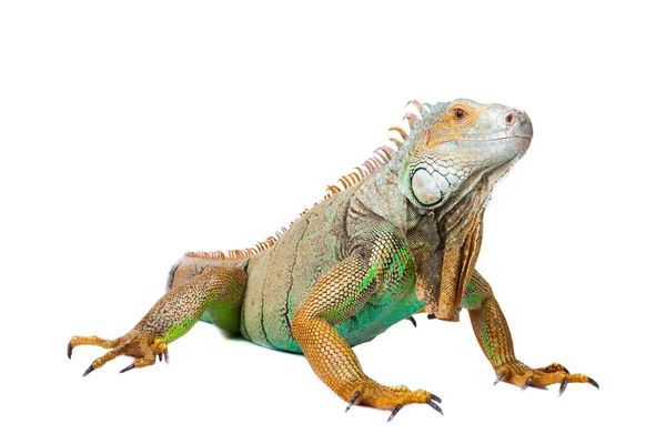 Iguana su isolata bianca — Foto Stock