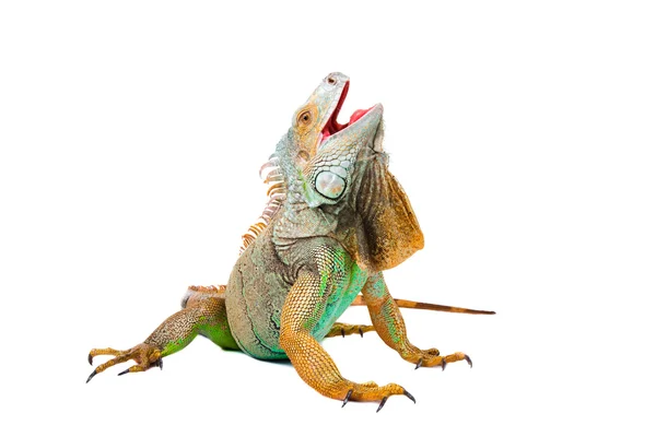 Iguana on isolated white — Stock Photo, Image