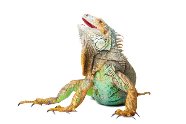 Iguana em branco isolado — Fotografia de Stock