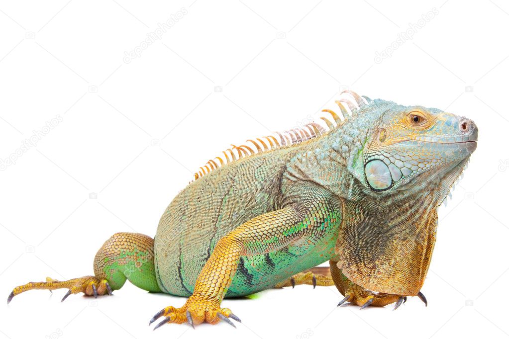 Iguana on isolated white