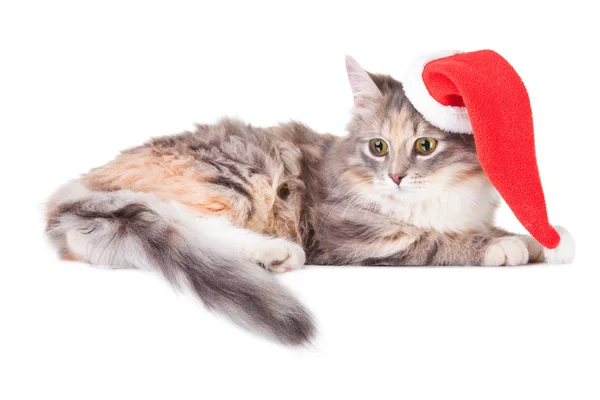 赤いクリスマスの帽子を持つ若いカラフルな子猫 — ストック写真