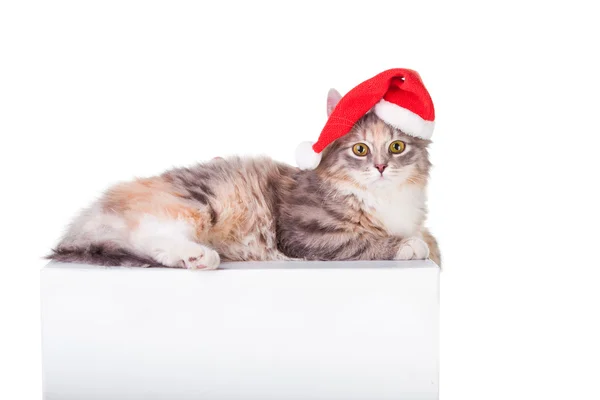 Junges buntes Kätzchen mit roter Weihnachtsmütze — Stockfoto